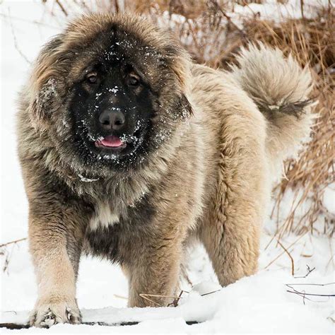 dog caucasian|caucasian shepherd dog photos.